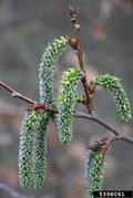 Populus tremula